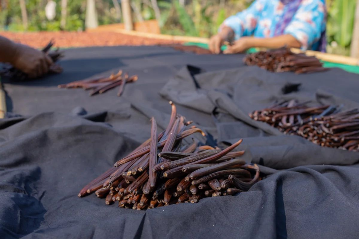 Des personnes qui font sécher des vanilles de Madagascar