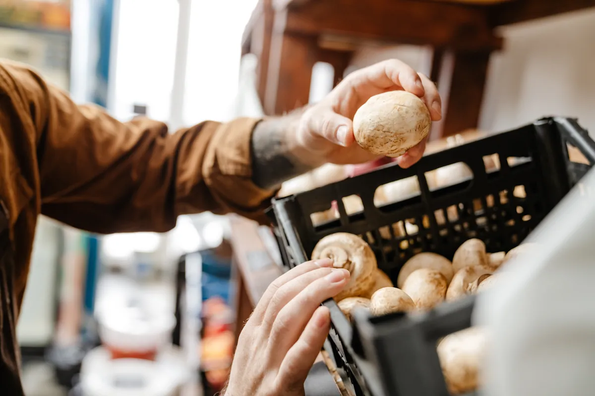 Une personne qui choisir des champignons de Paris frais