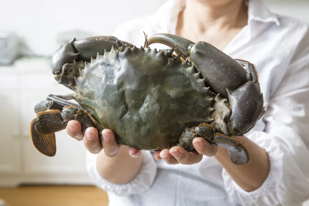 Une personne qui tient un torteau